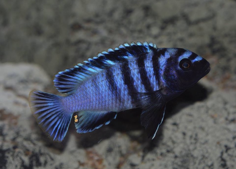 Chindongo minutus 'Lion's Cove'